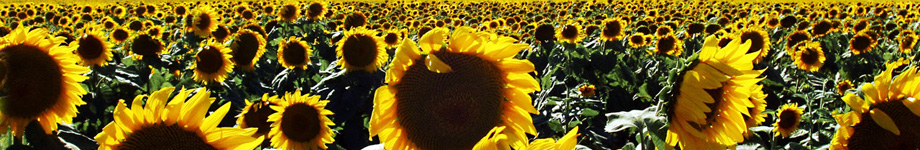 ICLRD Training Rotating Header Image